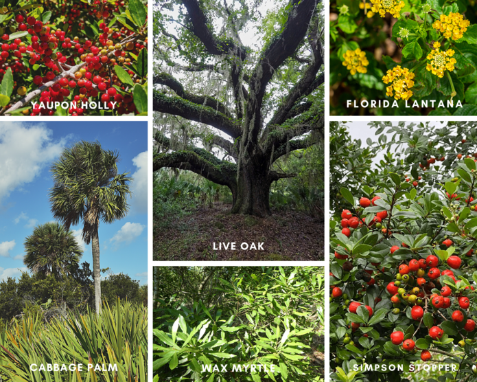Plant Guide to Ponce Inlet