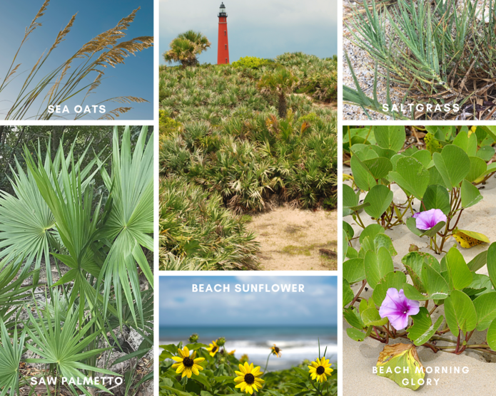 Plant Guide to Ponce Inlet Beach