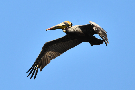 Playmobil Pelican Wings Spread Beach Sea Ship Zoo Ocean Bird I35 